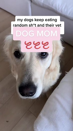 I work hard so my dog can live #dogmomlife #familygoals #goldensoftiktok