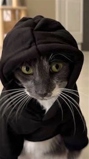 Did Daniel Ferri's Cats Make Him Famous? My Honest Opinion