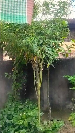 Morning Bird Chirping in the Garden 🌸 | Soothing Nature Sounds