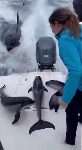 Dozens of Dolphins Leap Onto Boat to Escape Orcas