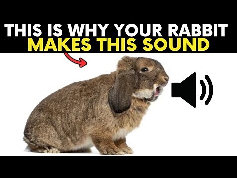 10 Sounds Your Rabbit Makes and What They Mean