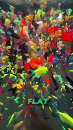 “Beautiful View! Glofish, Goldfish, and Angelfish in a Small, Clear Pond” 🐠✨