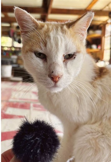 Good sound helps stories travel further. 🌱 And the animals here deserve to be heard. At the sanctuary we film a lot of our content on phones and small cameras: rescues, daily life, the little moments that show the world why these animals matter. But one thing we’re still missing is a proper microphone. Clear audio would help us share their stories, document rescues, create better YouTube videos and bring the voices of this place to people all over the world. So we’re putting this out there with