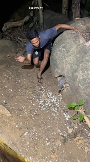 The guinea fowl is looking after its chicks #trending #shortsviral