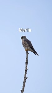 Birds of prey causing a stir around your feeders? Hear expert advice from Dr. David Bird in this must-watch video! | Brome - Squirrel Buster