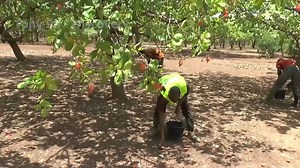 2025年丰收热潮 他们是如何收集数百万吨水果和蔬菜的