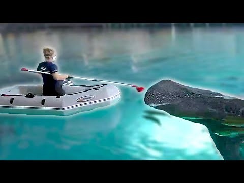 How Sharks Are Fed At Aquariums