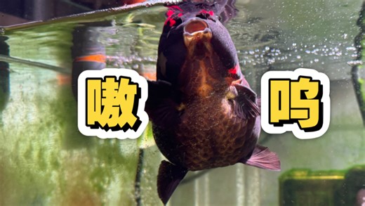 我们猪宝也是要有男大生的鱼啦！！