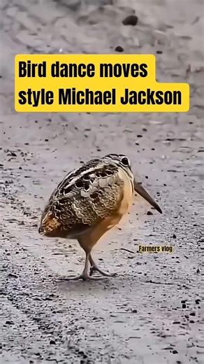 bird dance moves style Michael Jackson #short #viralhog