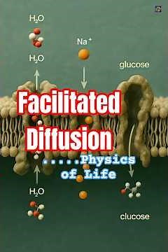 Facilitated Diffusion: How Molecules Move inside the Cell