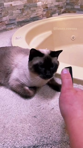 Funny Cat Gags on Comb - Hilarious Cat Videos Compilation