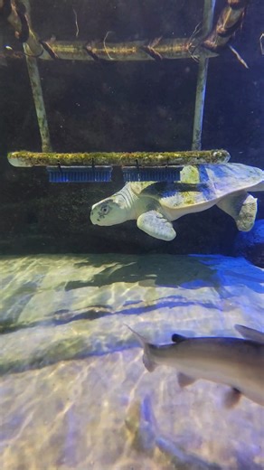 2.4K views · 105 reactions | Our Kemp’s ridley sea turtle, Lefty,...