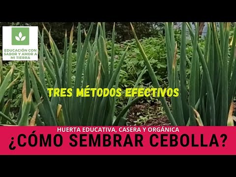 HOW TO PLANT ONIONS: THREE EFFECTIVE METHODS