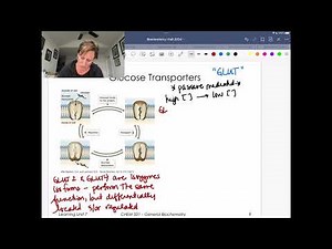 GLUT2 and GLUT4 Transporters
