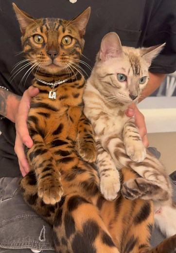 Exploring Different Types of Bengal Cats