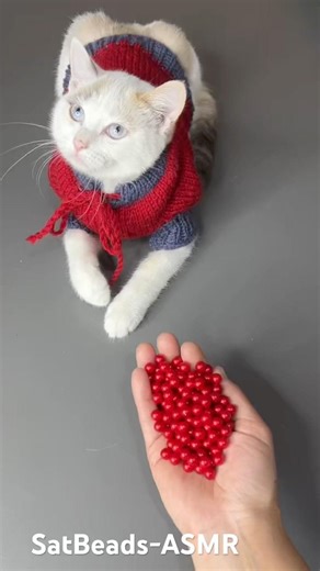 “This is weirdly satisfying… ❤️🐱” #cat #germany #usa