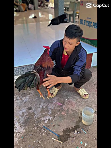 Tao thua nhưng chưa chắc tao thua nha @Hồ Ba Tri 71🐔🐔 #gada #xh #xuhuong #gàdavietnam
