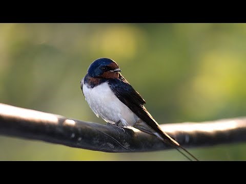 Randunica - Cântec de toamnă pentru copii