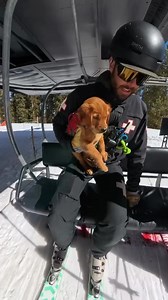 10K views · 352 reactions | ✲ World, meet Goose … Aspen Snowmass’ newest patrol team member. #workingdogwednesday | Working Dog Magazine | Facebook