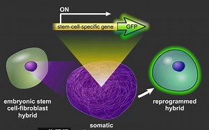 重编程技术-详解