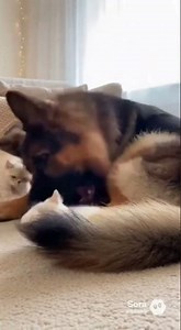 Squish-Face 3-Month Baby Attacks... Dog's Wild Squish Cuddles! 🥺#KittenAttack #shorts