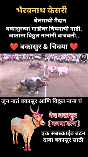 बकासुरच्या गाडीवर चिक्याची गाडी जाताना ?#bailgadasharyat #baliraja#viral#bakasur #shortvideo#sharyat