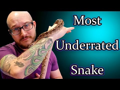 Dumerils Boas The Most UNDERRATED Pet Snake | Complete Care Guide