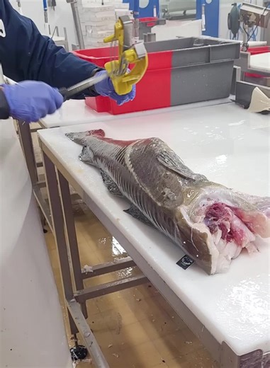 Professional Fish Filleting Techniques in Action