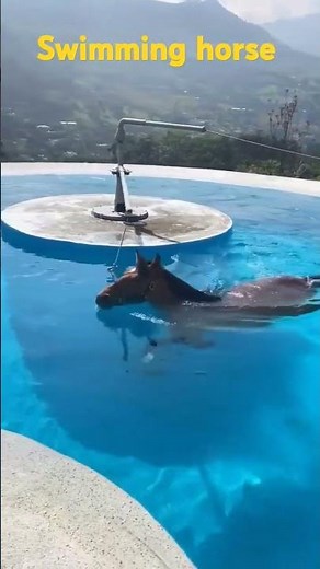 Can horses swim?