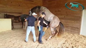 Horse Semen Collection - Artificial Insemination of Mare