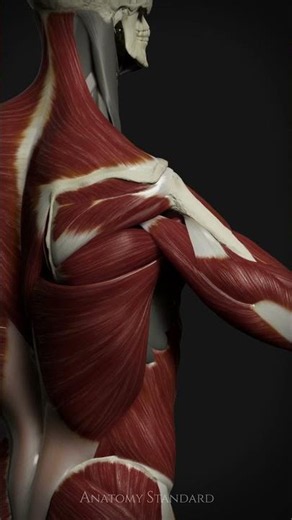 Peeling Back the Shoulder: Deep Rotation #anatomystandard #shoulderanatomy #rotatorcuff