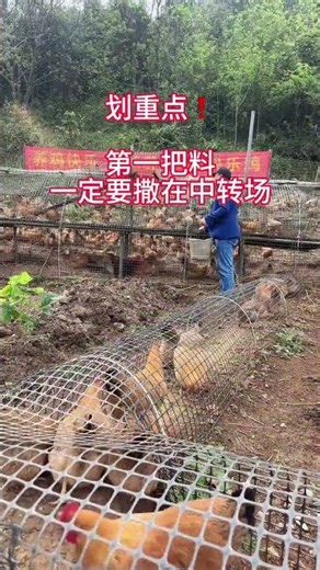 Can You Raise Chickens in a Veggie Garden or Tunnel