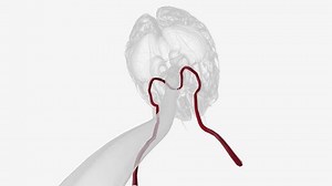 Vertebral Arteries Run Through Spinal Column Stock Footage Video (100% Royalty-free) 1106562505 | Shutterstock