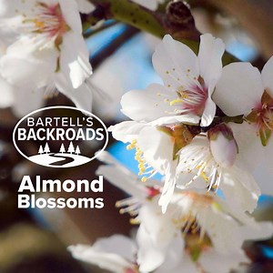 157K views · 2.6K reactions | Forget cherry blossoms. In Northern California, it's the time of year when almond trees come to life, and there are a lot of them. About 80% of the world supply comes from here. As John Bartell discovered, the blooms look amazing and the smell is something you have to experience yourself to appreciate. | ABC10 | Facebook