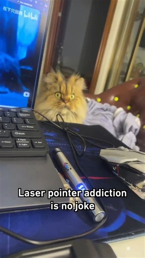 4.2M views · 115K reactions | excuse meow? #cat #9gag | 9GAG | Facebook