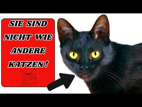 The truth about black cats!