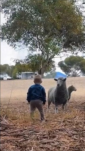 Funny animals dancing, Rush E