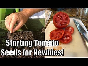 How to Start Tomato Seeds for Newbies
