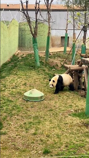 The Panda Hid Inside a Plastic Container 🥰