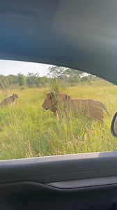 106K views · 3.7K reactions | Watch as this massive male lion walks right past my window. I was lucky enough to be the only vehicle at this sighting. The whole pride was close to Mpondo dam on a late afternoon back in April. #lion #lions #safari #kruger #wildlife #krugernationalpark #safari | Phil on Safari | Facebook