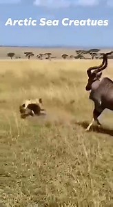 721K views · 17K reactions | Kudu Fights Back! Antelope vs Hyena #followerseveryone #viral | Arctic Sea Creatues | Facebook