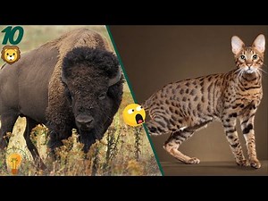ESTOS SON LOS CRUCES DE ANIMALES HIBRIDOS MAS RAROS DEL PLANETA🌎