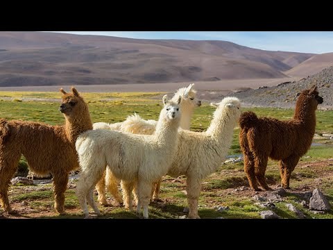 Meet the Llama! Fun Facts for Kids