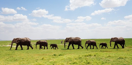 How the social lives of animals should form part of our conservation culture