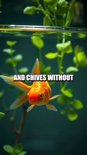 The Tiny Window Farm Aquaponics at Home