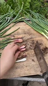 Hm 195867055655mini rotary tillage and ridging all-in one tree short view #travel#beach#flowers