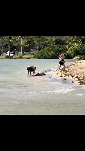 52K views · 608 reactions | ‘Disturbing, disgusting:’ Man caught on camera picking up sea turtle for photo and dropping it. “Immediately when I saw it, my heart stopped. It was disturbing, disgusting,” marine life advocate Melina Clark said. “It just showed once again that here we are in 2025, nothing has improved.” The video was posted last week by the TikTok account @itsbleuworld in Hawaii. | The Space Coast Rocket | Facebook