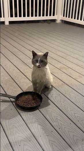 Kitty City is live! 07072026