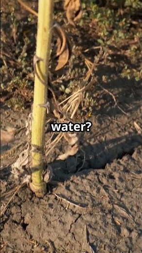 Why Plants Can't Live Without Water! #lifetips101