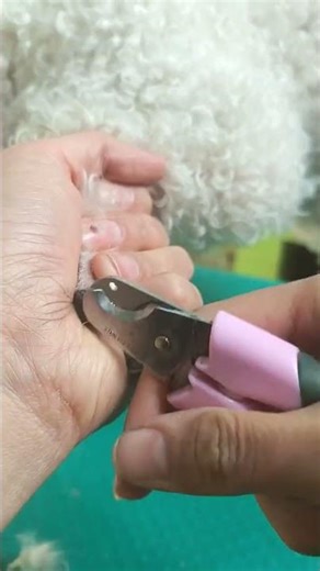 Dodo Bichon Fine Brush Teeth VIP Feet#Bichon Frise takes a bath#Daily life at a pet store